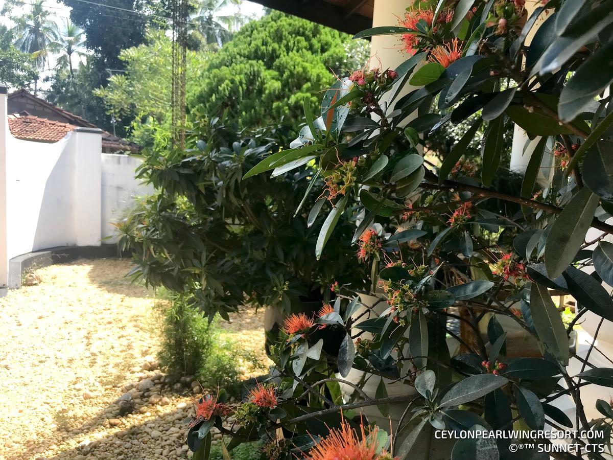 Ceylon Pearlwing Resort Negombo Esterno foto