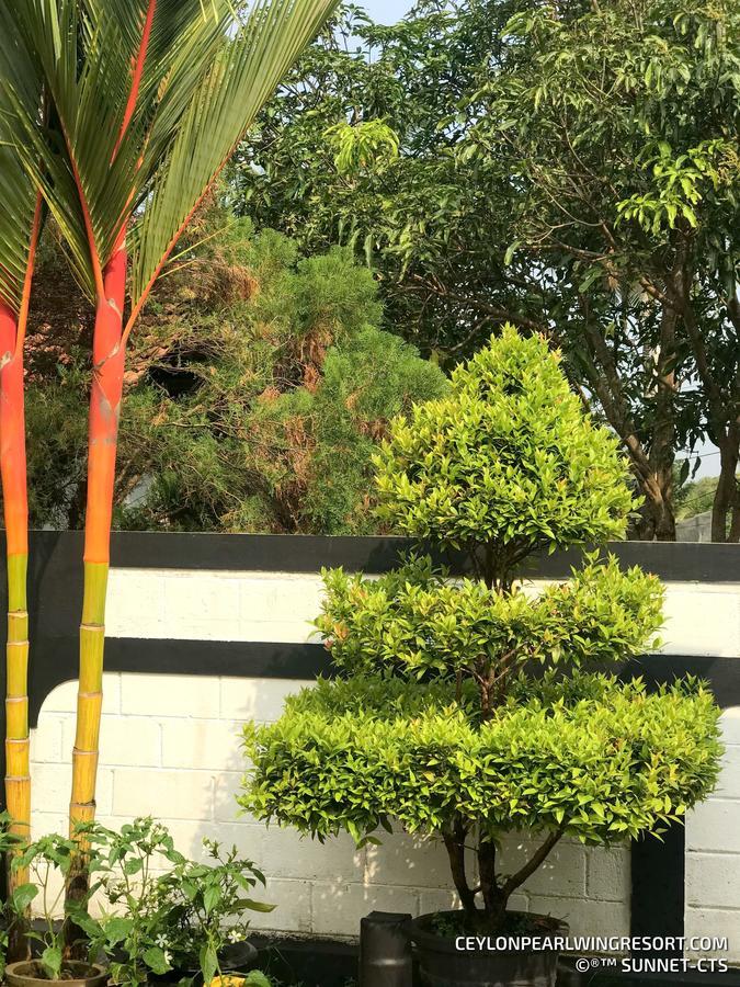 Ceylon Pearlwing Resort Negombo Esterno foto